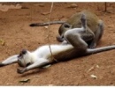 A majmok azért nem hülyék annyira, amennyire hinnénk...