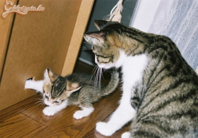 Aztán oda bedugod a mancsod...