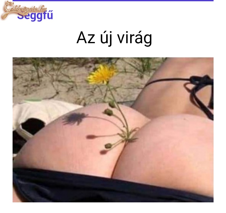 Seggfű az új virág