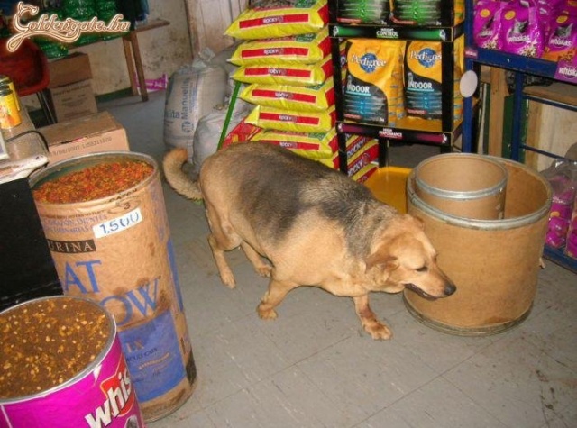 A kutyatápbolt őre :)