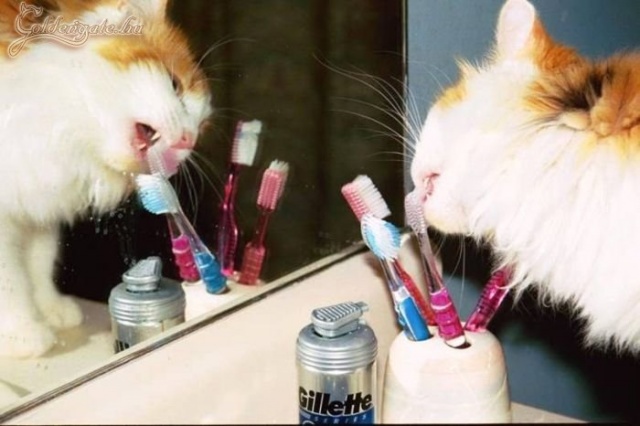 Igy jársz, ha nem adsz a macskádnak saját fogkefét!