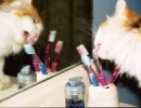 Igy jársz, ha nem adsz a macskádnak saját fogkefét!