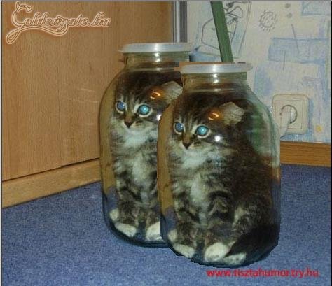 Üvegtigris 2