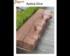Apáca lóca