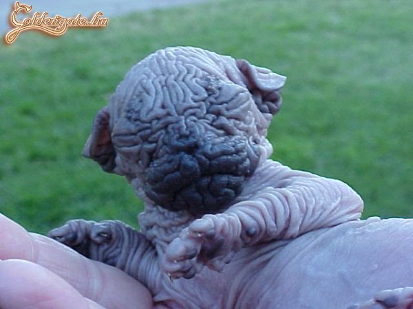 De aranyos kiskutya!