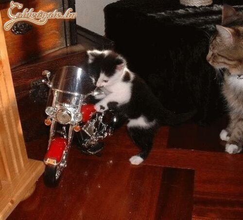 Itt az új motrod, kormi!