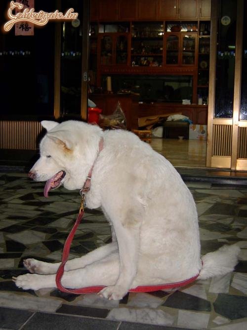 Kutya módon kifáradtam