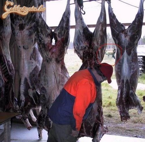 Legalább elbújhatott volna...