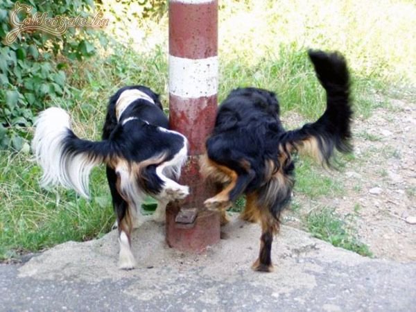 Innen az enyém onnan a tiéd...