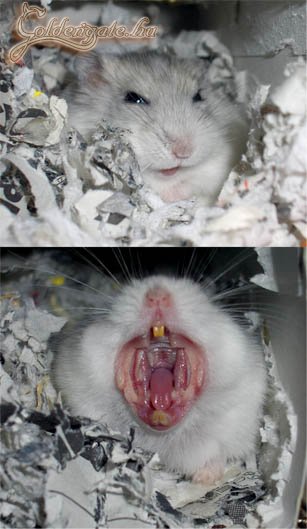 Áááááááááááááá!