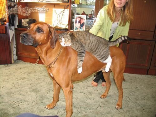 A macska láthatóan k***ára élvezi...