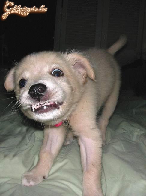 Grrrrr! Leharapom a fejed!