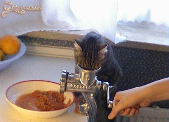 Készül a bolognai alap!