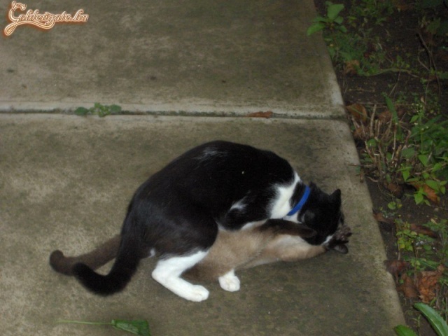 Nőstény a helyén marad!