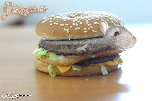 Sajtburger