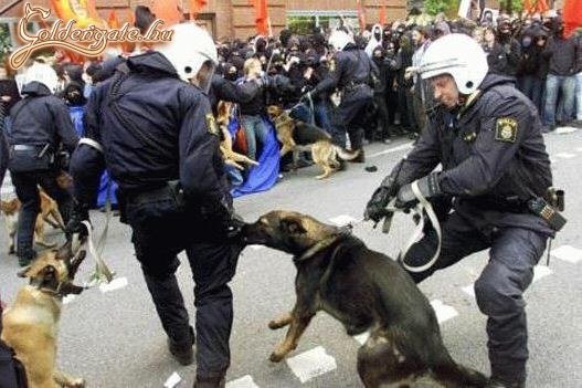 Igen jól be lett tanítva az eb :)