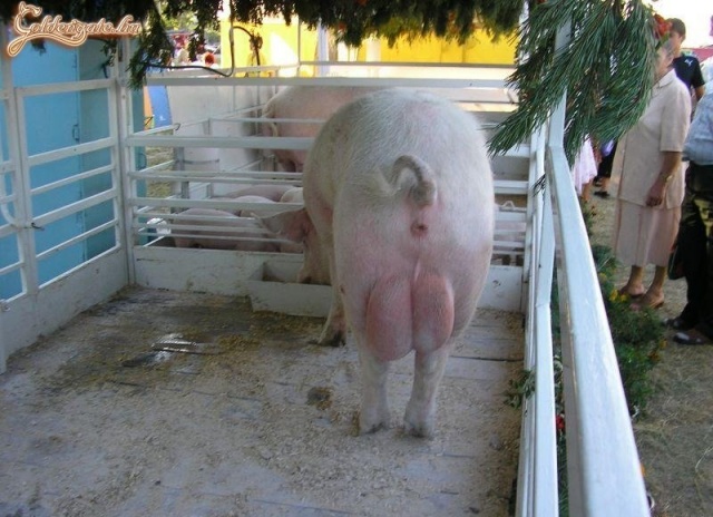 Ez aztán a tökös disznó