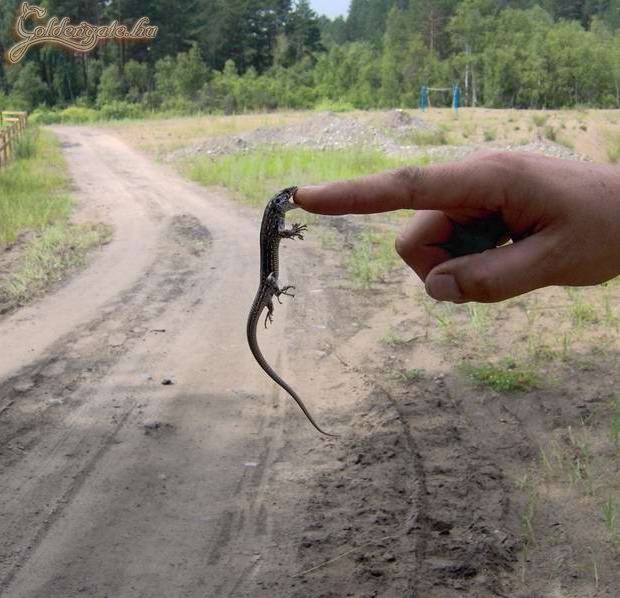 Eltart egy darabig amíg megeszi