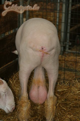 Termékeny jószág, nincs kétség