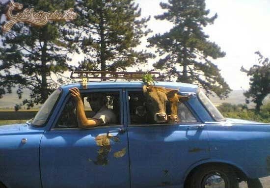 Eu konform tehénszállítás