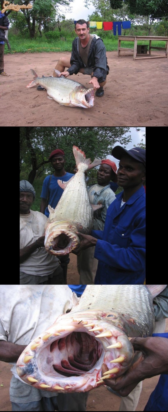 Barátságos tengeri állat