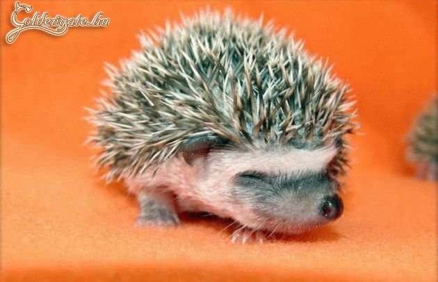 A tüskéi már biztosan szúrnak...