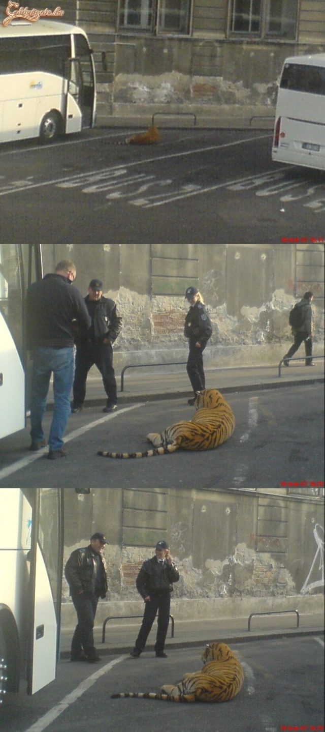 Valaki otthagyta a tigrisét a parkolóban...