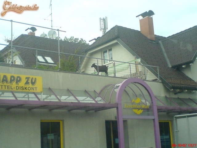 Tarts otthon kecskét! :)