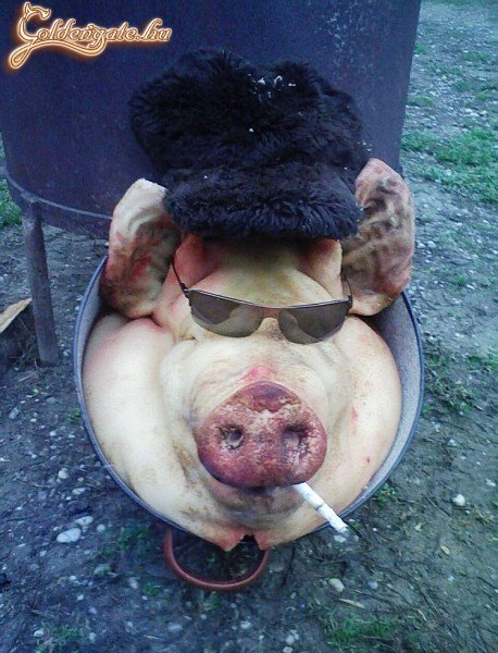 Lement egy-két feles ezen a disznóvágáson...