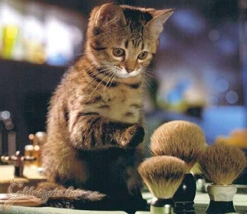 Melyiket válasszam?