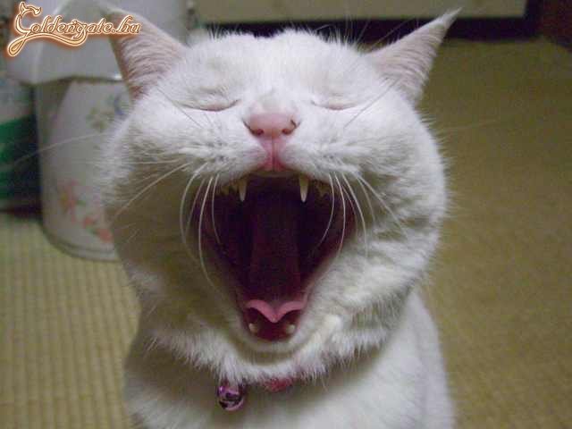 Áááááááááá!