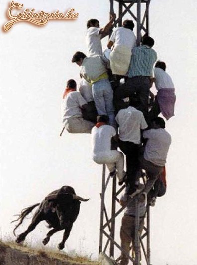 Jön a bika, vazzeg!