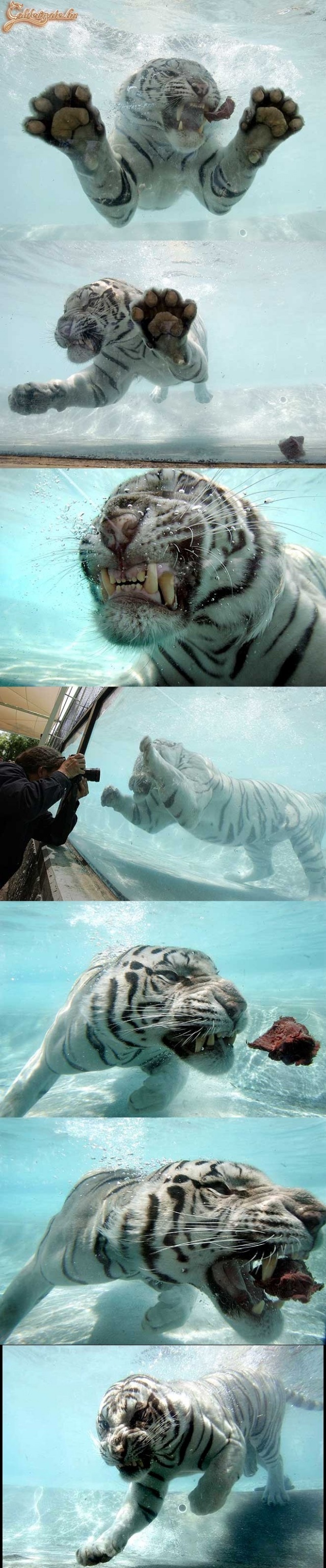 Tigris a víz alatt