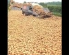 Krumpli hullás