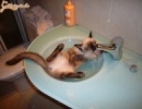 Ez a macska szereti a vizet...