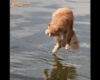A vizen járó macska