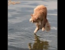 A vizen járó macska