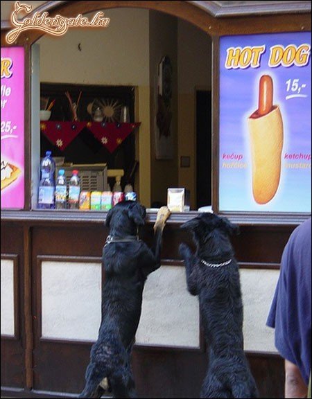 Két hotdog lesz...