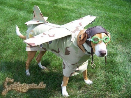 Jeromos repülni tanul