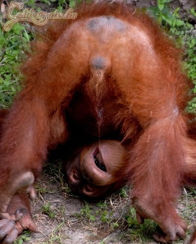 Ehez nem kell kommentár...