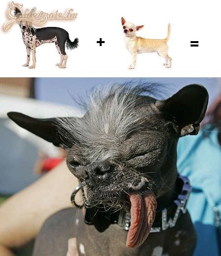 Díjnyertes szépség