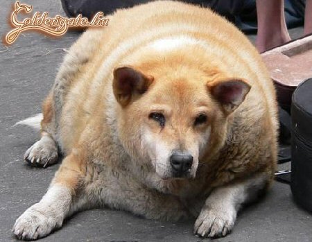 Szerencsétlen állat :(