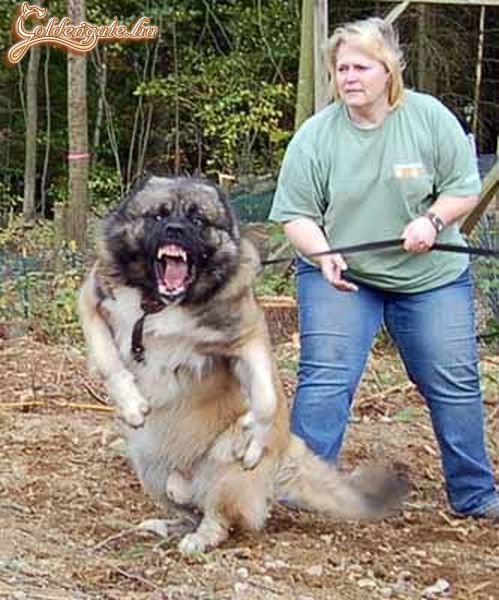 Ez valamiféle kutya/medve keverék?