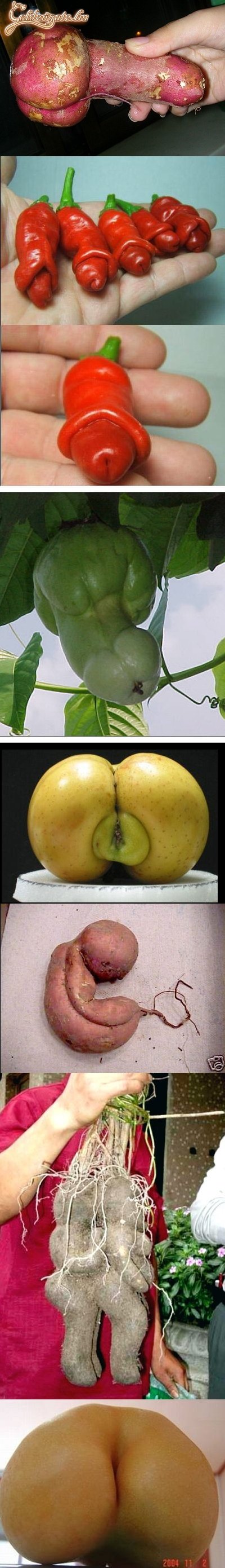 A természet csodái