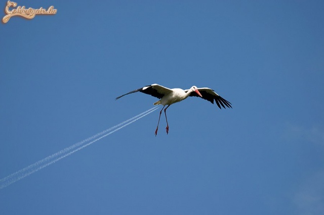 Szuperszonikus gólya