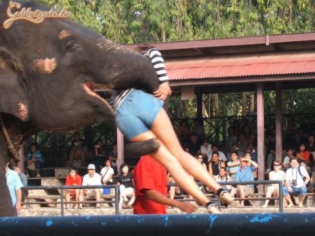 Naaa, had simizzem meg az ormányát!