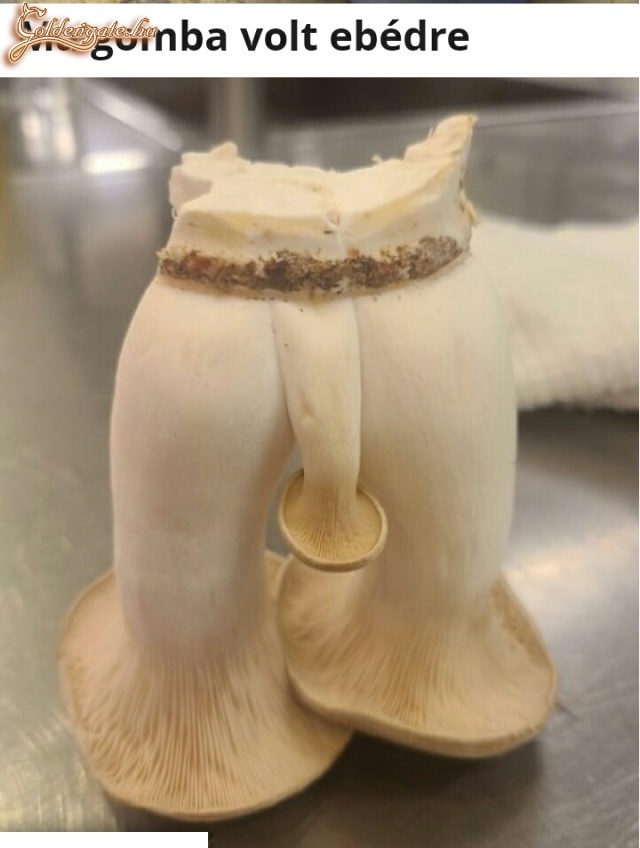 Gomba
