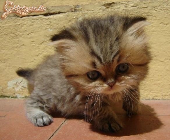 Cuki