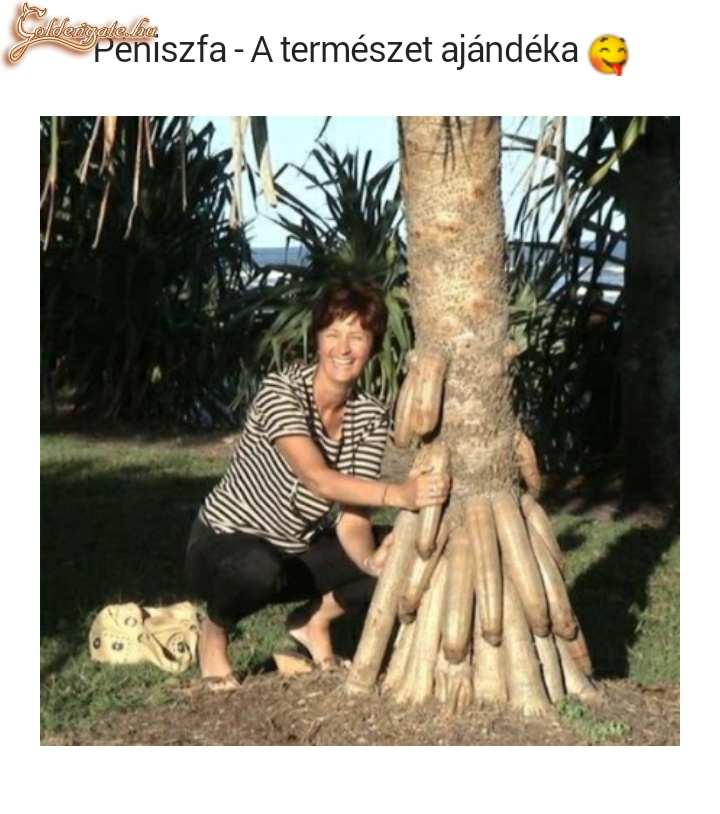 Péniszfa