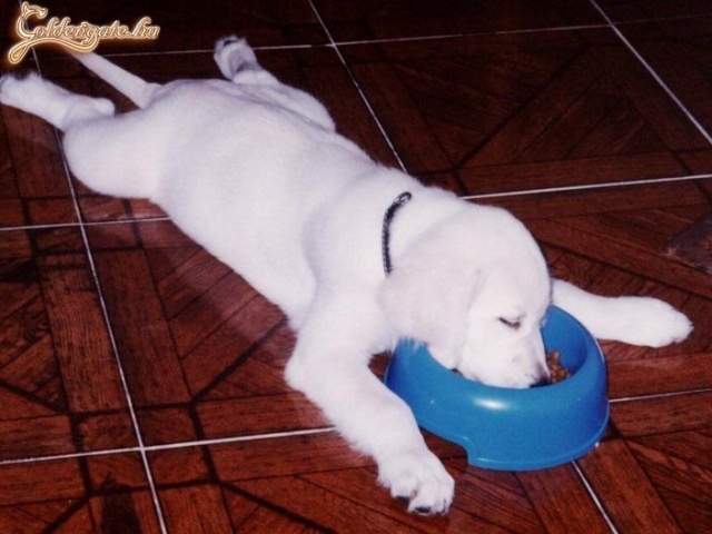 Amikor a fáradtság győz az éhség felett...